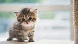 Gatito rayado