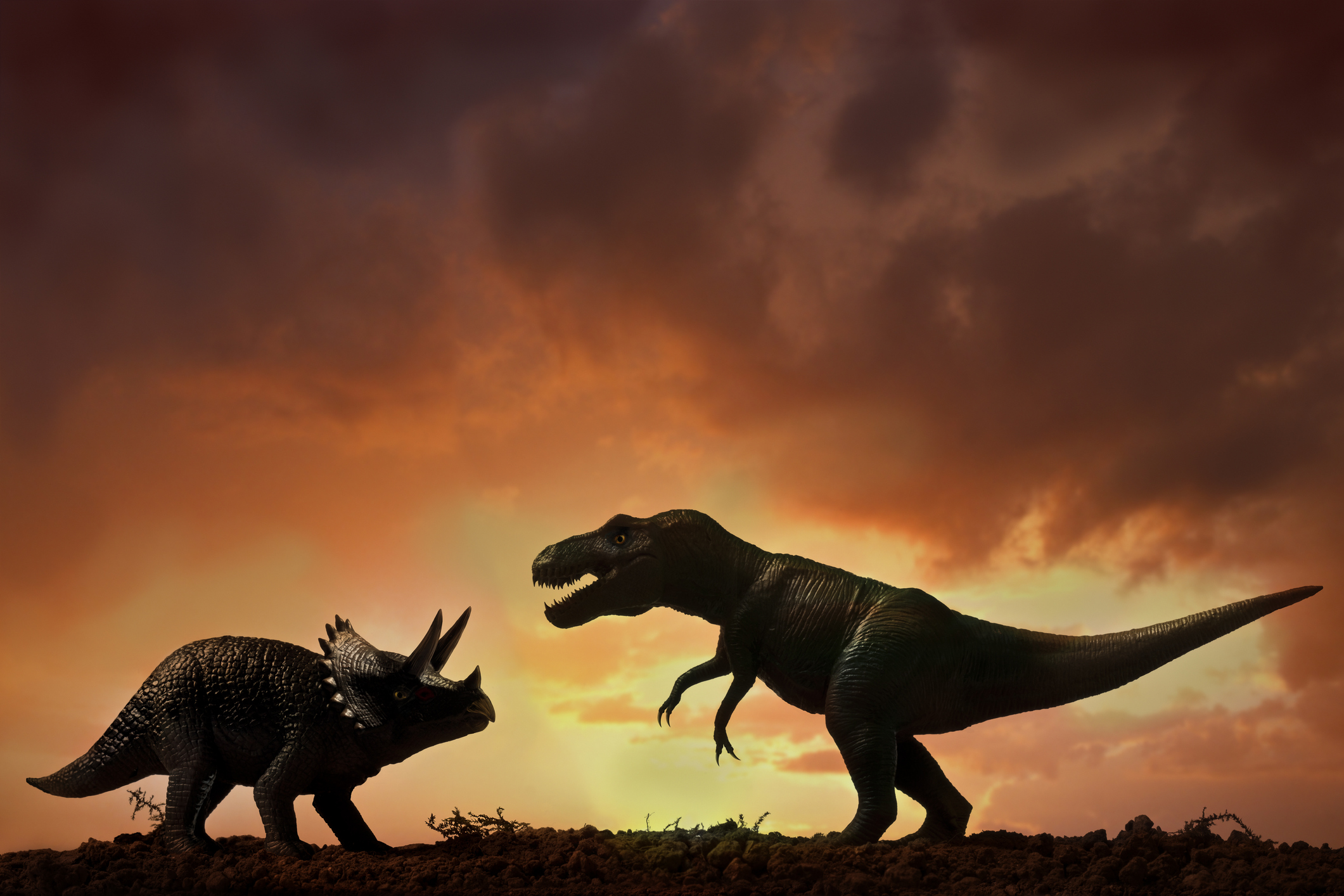 Triceratops vs T rex. ugurhan