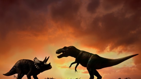 Triceratops vs T rex. ugurhan