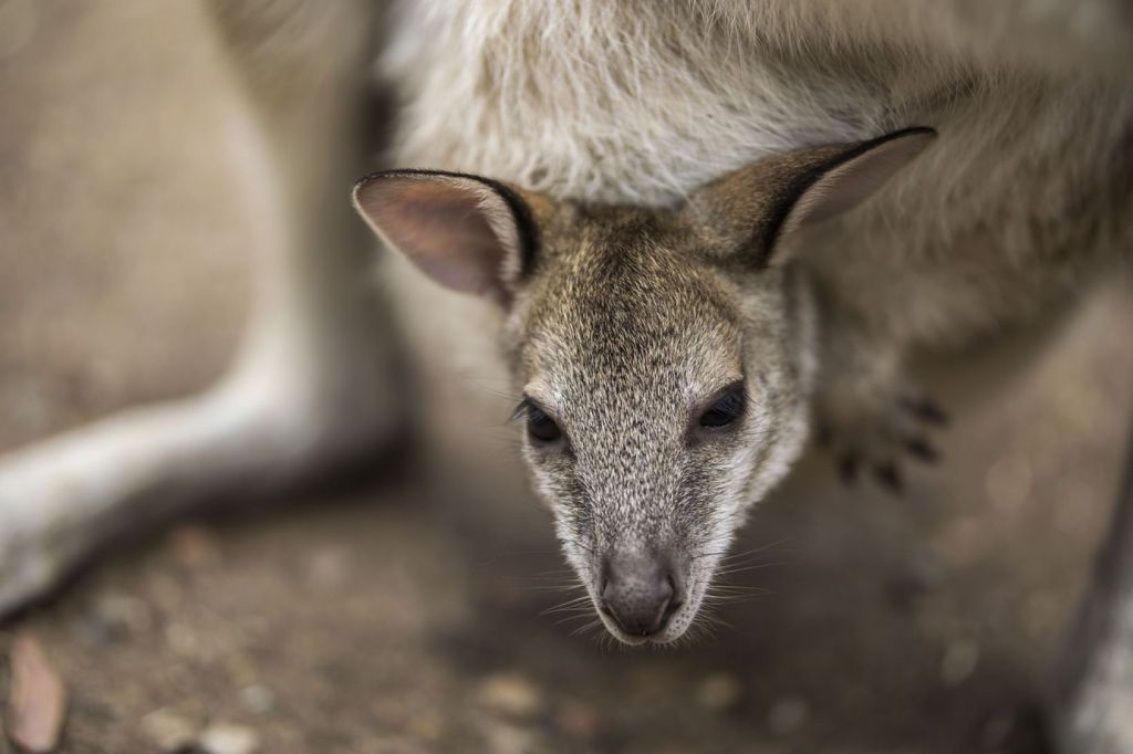 Los canguros llevan a sus crías en los marsupios durante meses