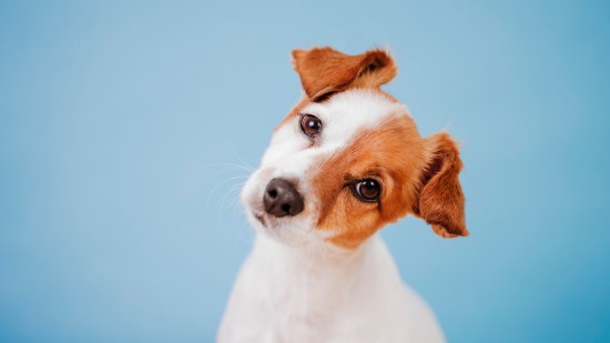 Perro jack russell