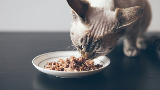 Gato comiendo atún