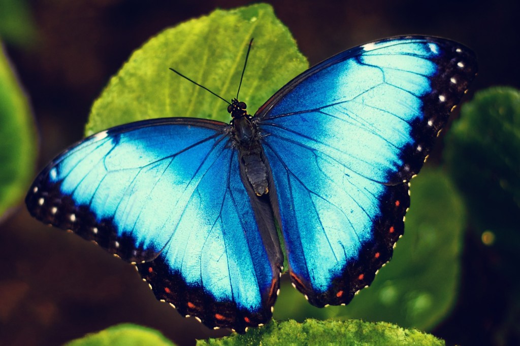 Mariposa y la Costasiella kuroshimae