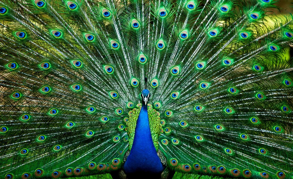 Pavo real y la Costasiella kuroshimae