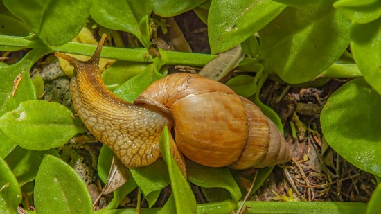 Lissachatina fulica