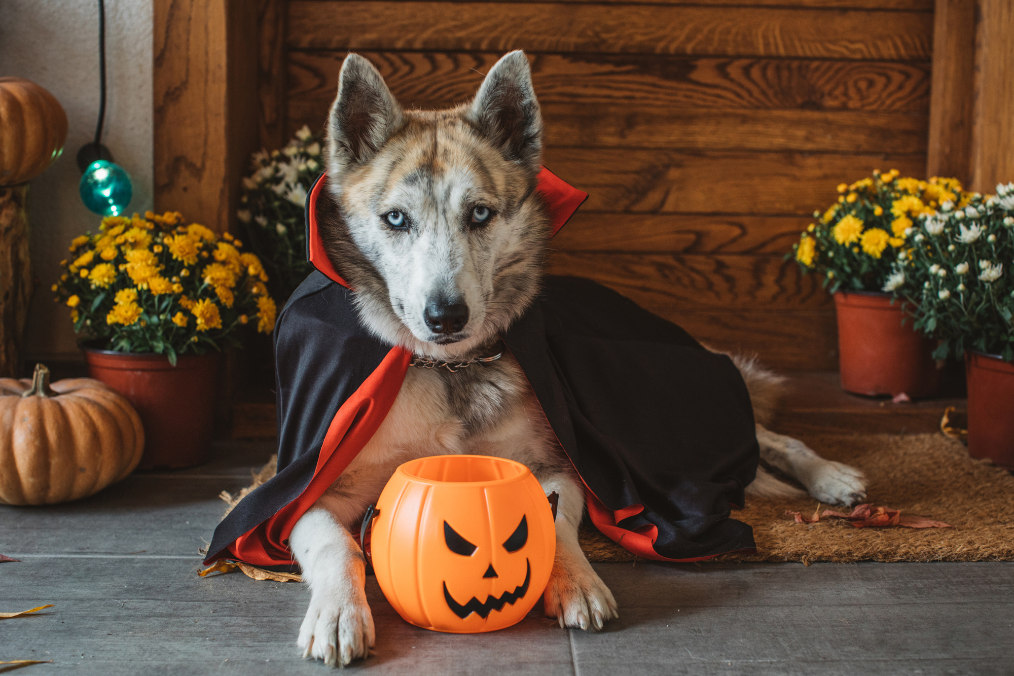 Perro en Halloween