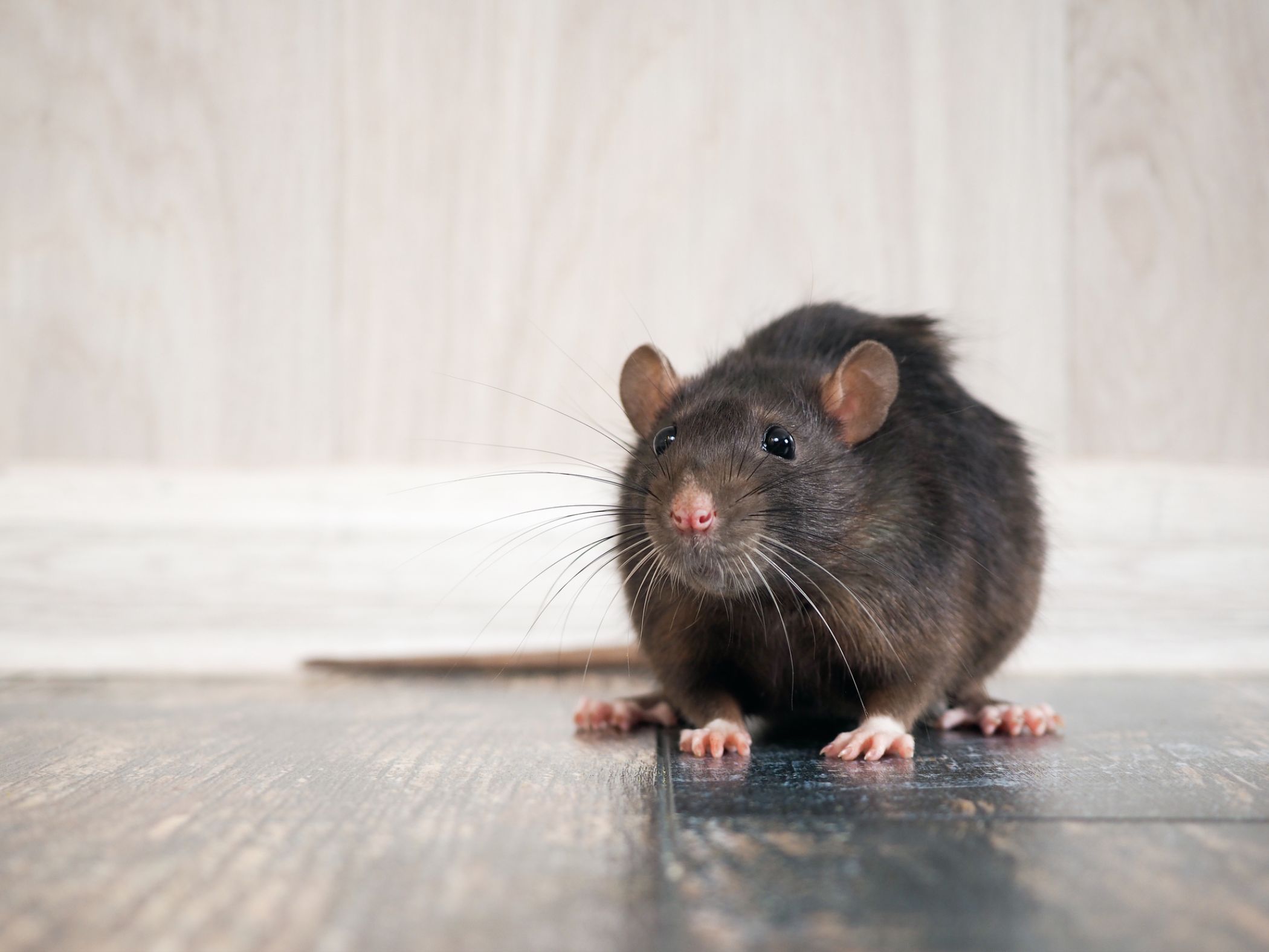 Neurociencia de las cosquillas: cómo las ratas nos ayudan a comprender conexiones humanas