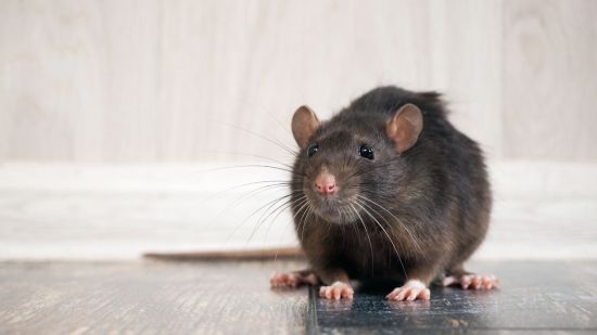 Neurociencia de las cosquillas: cómo las ratas nos ayudan a comprender conexiones humanas