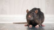 Neurociencia de las cosquillas: cómo las ratas nos ayudan a comprender conexiones humanas