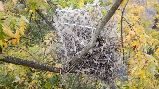 Nido de urraca construído con espinas antipájaros