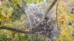 Nido de urraca construído con espinas antipájaros