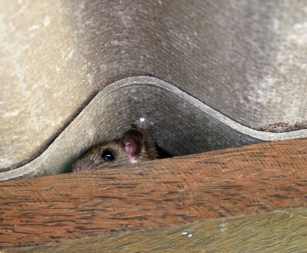 Ratas