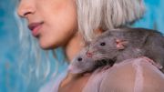 Ratas emociones humana