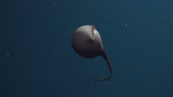 Descubre al animal cuyo cuerpo cabe dentro de su propia boca