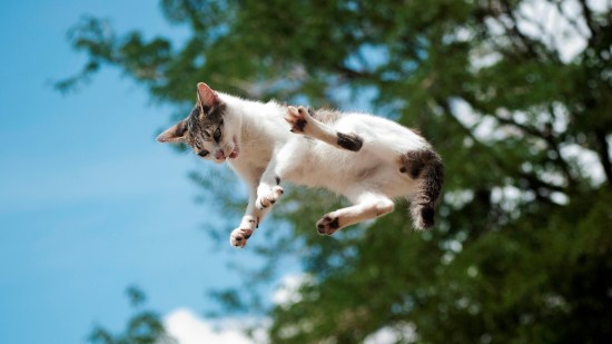 Gato Cayendo de Pie