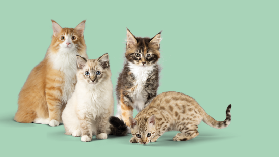 Gatitos_AniCura