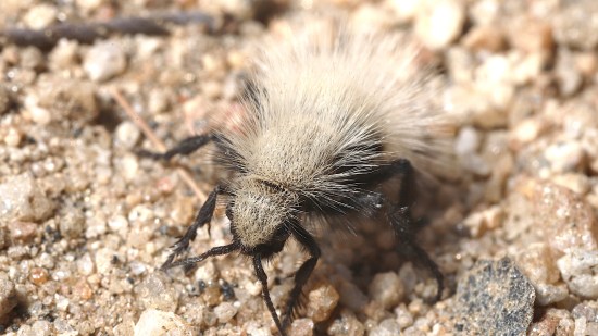 Hormiga de terciopelo