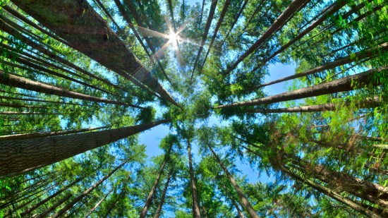 ¿Cuál es la máxima altura que podría alcanzar un árbol en la Tierra?