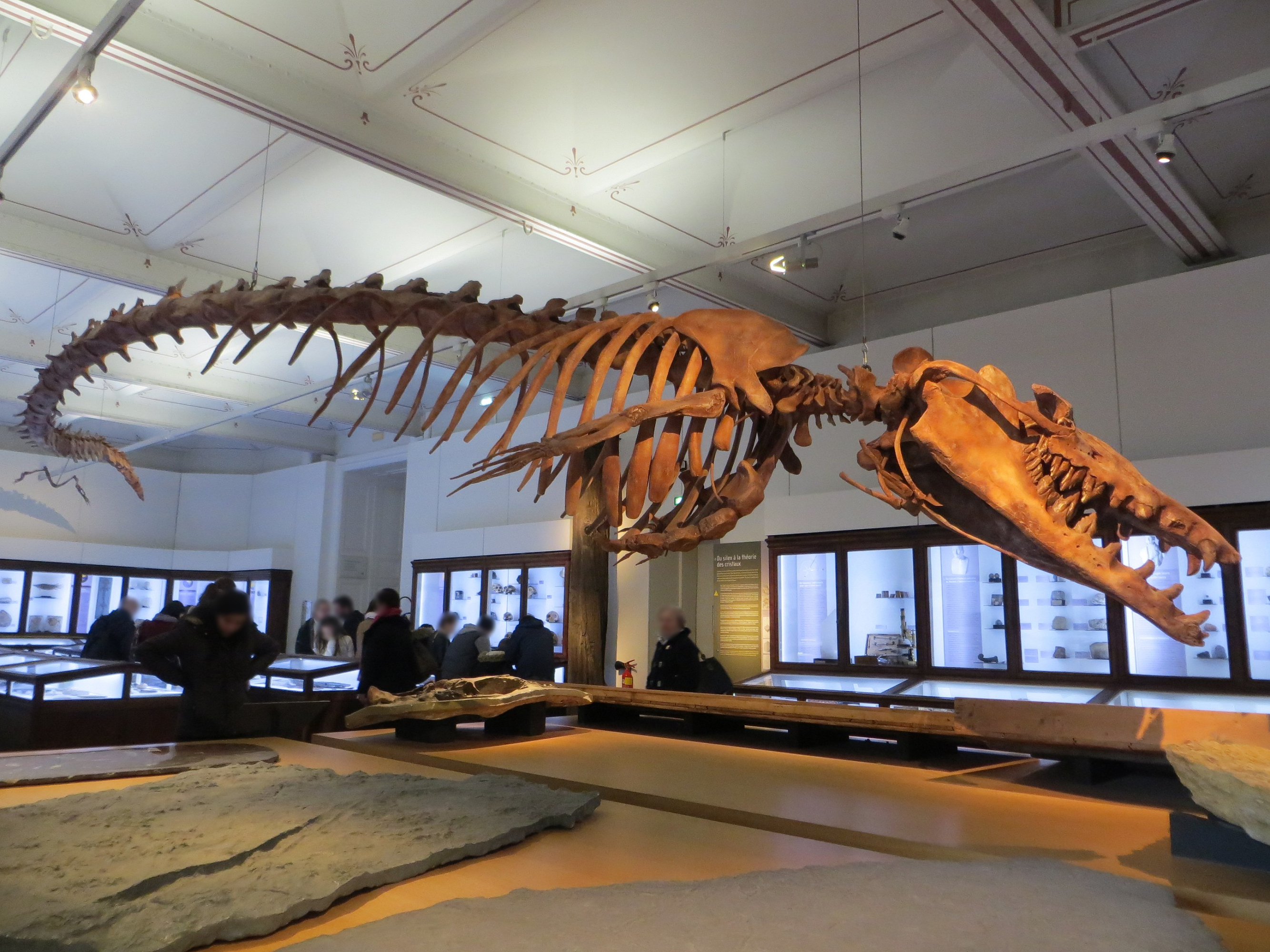 Esqueleto Basilosaurus