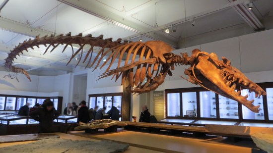 Esqueleto Basilosaurus