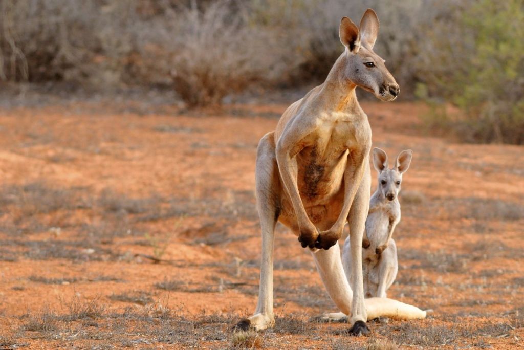 Mejores países para amantes de los animales, canguros