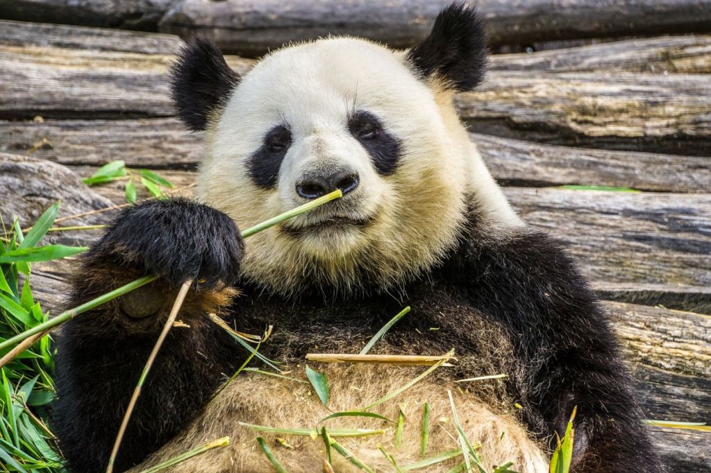 Mejores países para amantes de los animales
