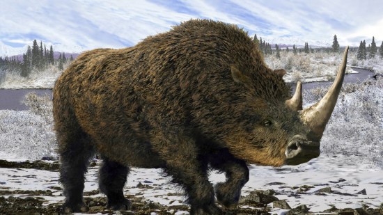 Así eran los rinocerontes lanudos de la Edad de Hielo