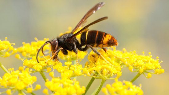 Avispa asiática