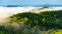 Pueden influir los árboles en la formación de las nubes