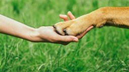 Perro da la mano