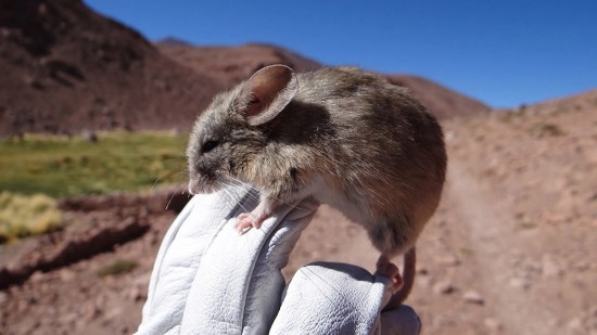 Puna de Atacama