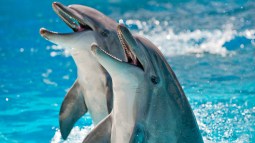 Delfines