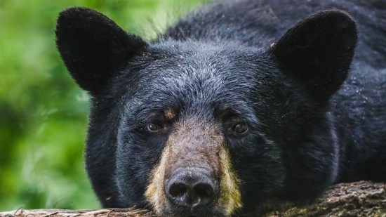 Oso negro