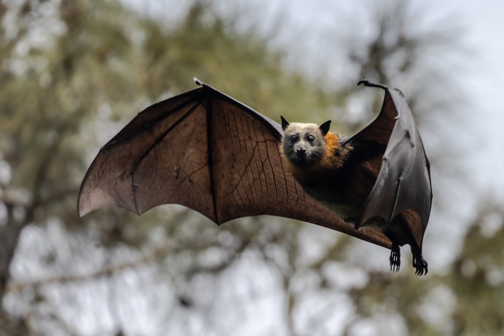 Los animales más rápidos del mundo: Murciélago volando