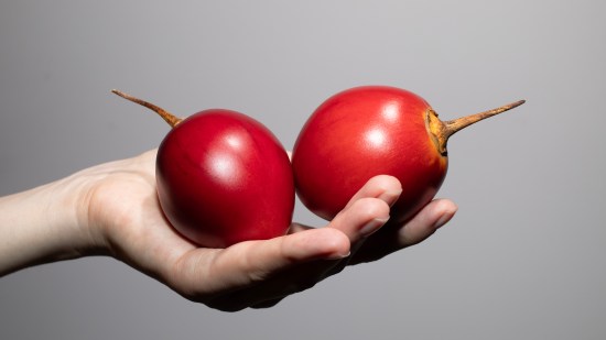 Tomate de árbol