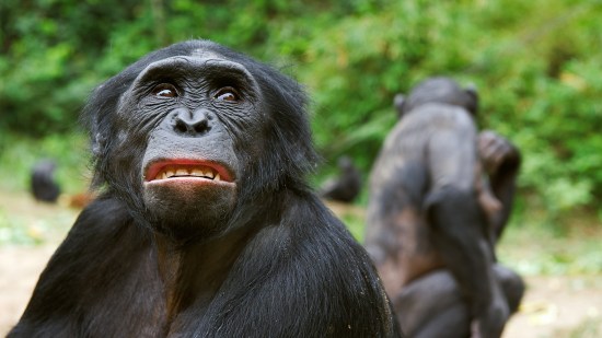 Bonobo en duelo