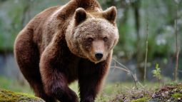 ¿Qué pueden enseñarnos los osos sobre la diabetes?