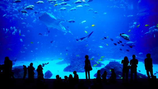 La UICN reconoce la contribución de zoos y acuarios en la conservación de la naturaleza