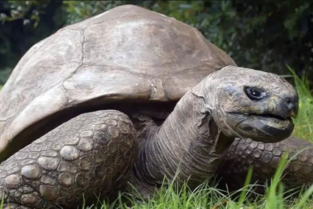 Tortuga gigante. Curiosidades sobre reptiles.