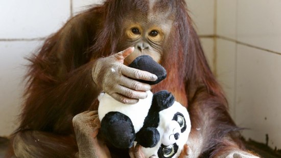 Cría de orangután
