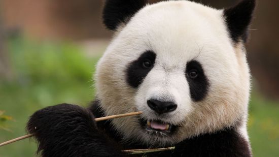 5 animales aparentemente inocentes que pueden ser peligrosos