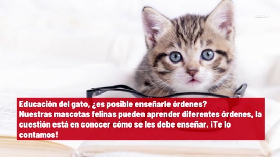 Educación Del Gato  ¿Es Posible Enseñarle  Órdenes?
