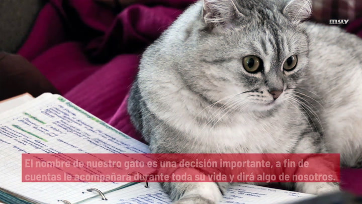 Nombres Para Gatos Inspirados En El Espacio