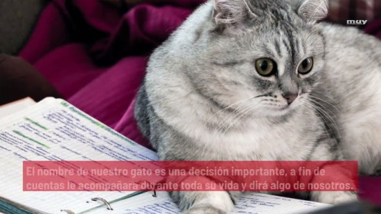 Nombres Para Gatos Inspirados En El Espacio