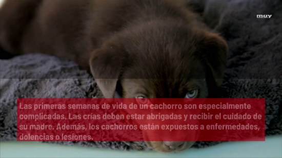 Cómo Cuidar De Un Cachorro Recién Nacido O Débil