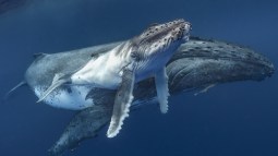 Las ballenas transmiten información de madres a hijas mediante el canto