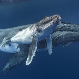 Las ballenas transmiten información de madres a hijas mediante el canto