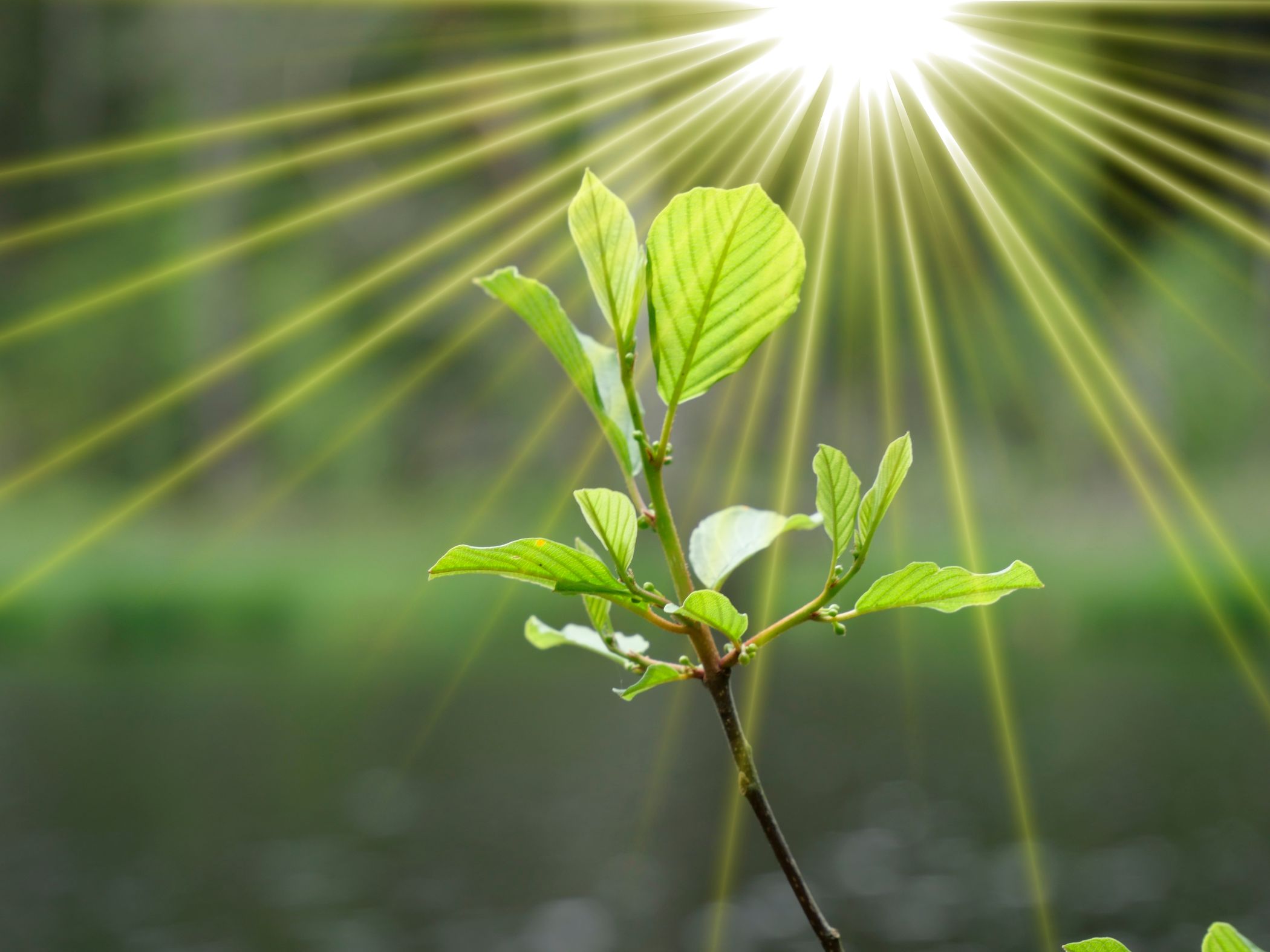 ¿Sabías que casi toda la energía que utilizas procede del sol?