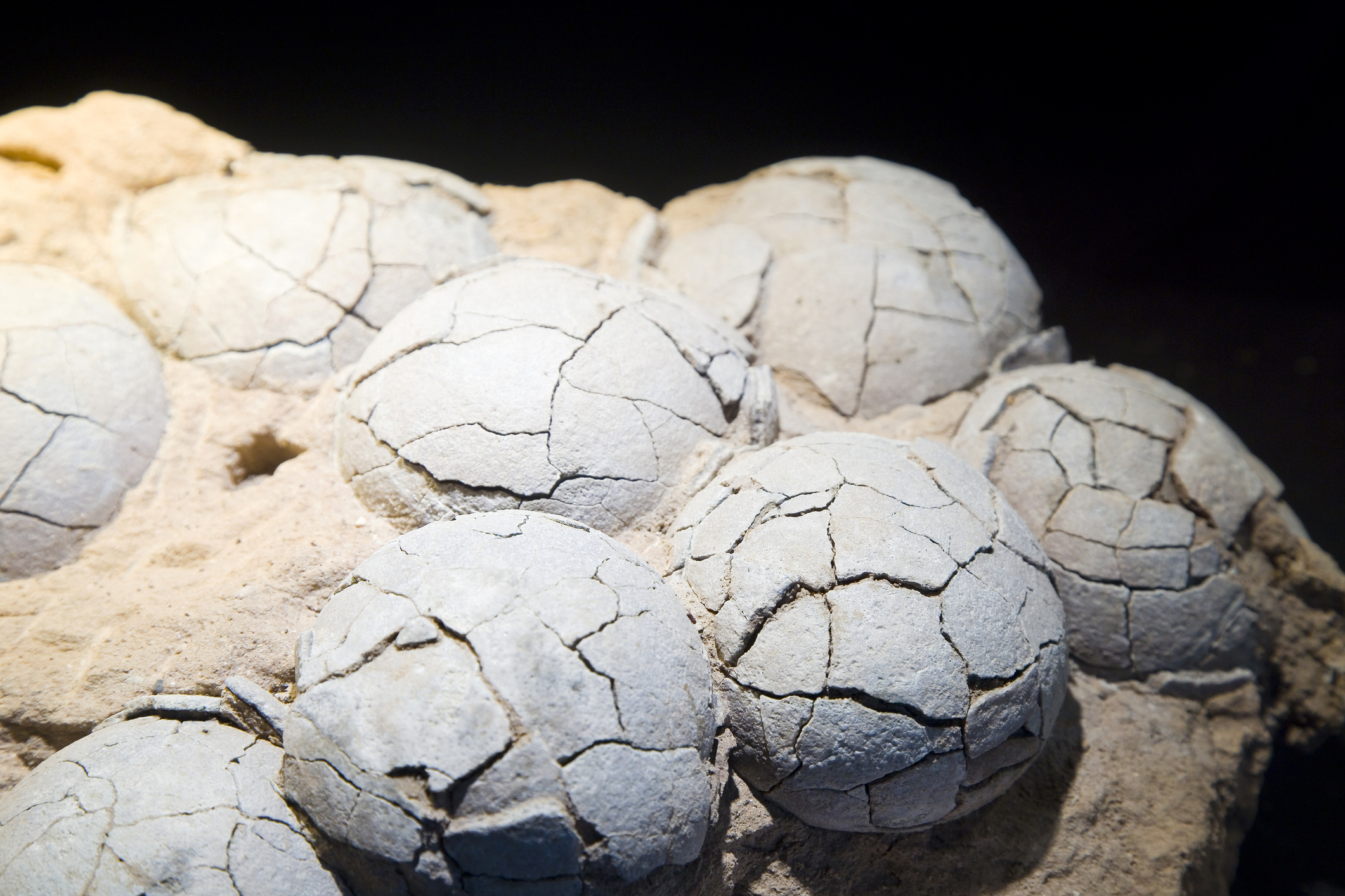 Huevos de dinosaurio fosilizados