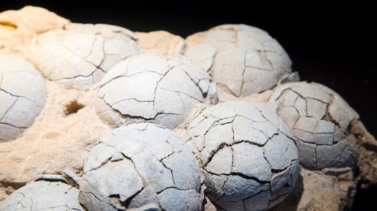 Huevos de dinosaurio fosilizados